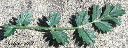 Leaf of Brook Cinquefoil, Streambank Cinquefoil, Stream-bank Cinquefoil: Potentilla rivalis (Synonyms: Potentilla leucocarpa, Potentilla millegrana, Potentilla millegrana var. millegrana, Potentilla pentandra, Potentilla rivalis var. millegrana, Potentilla rivalis var. pentandra, Potentilla rivalis var. rivalis, Tridophyllum rivale)