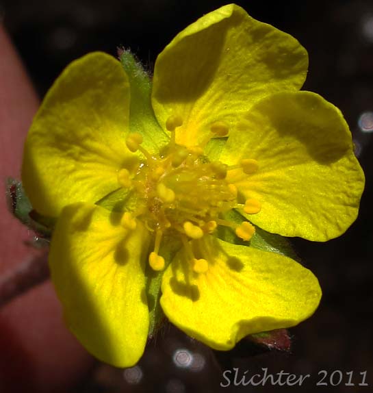Close-up of a flower of Steen's Mountain Cinquefoil, Varying Cinquefoil: Potentilla versicolor (Synonyms: Potentilla dissecta var. decurrens, Potentilla klamathensis, Potentilla millefolia, Potentilla millefolia var. klamathensis, Potentilla nelsoniana, Potentilla ovina, Potentilla ovina var. decurrens, Potentilla ovina var. ovina, Potentilla ovina var. pinnatisecta, Potentilla wyomingensis)
