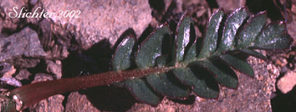 Leaf of Slender-stemmed Avens, Ross' Avens: Geum rossii var. depressum