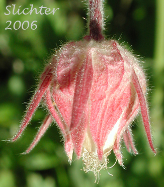 Flower of Old Man's Whiskers, Prairie Smoke, Red Avens: Geum triflorum var. ciliatum (Synonyms: Erythrocoma ciliata, Geum canescens, Geum ciliatum, Geum triflorum var. canescens, Sieversia canescens, Sieversia ciliata)
