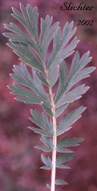 Basal leaf of Old Man's Whiskers, Prairie Smoke, Red Avens: Geum triflorum var. ciliatum (Synonyms: Erythrocoma ciliata, Geum canescens, Geum ciliatum, Geum triflorum var. canescens, Sieversia canescens, Sieversia ciliata)