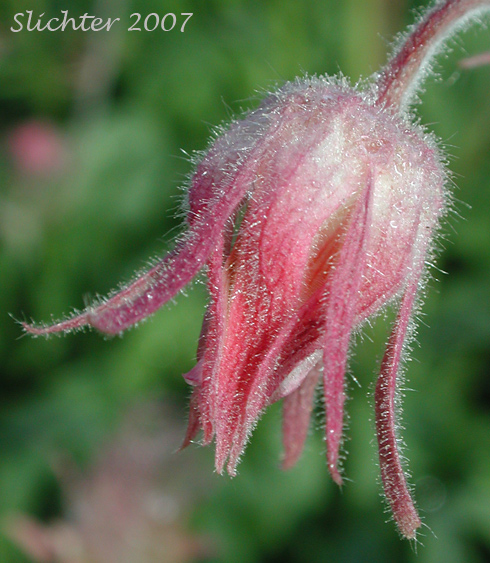 Flower of Old Man's Whiskers, Prairie Smoke, Red Avens: Geum triflorum var. ciliatum (Synonyms: Erythrocoma ciliata, Geum canescens, Geum ciliatum, Geum triflorum var. canescens, Sieversia canescens, Sieversia ciliata)
