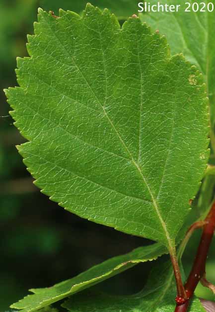 Leaf of Black Hawthorn, Douglas' Hawthorn: Crataegus douglasii (Synonyms: Crataegus columbiana,  Crataegus columbiana var. columbiana, Crataegus douglasii var. douglasii)
