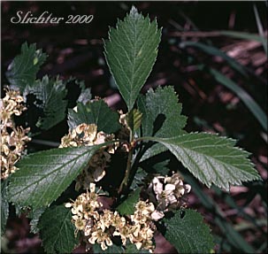 Leaves of Douglas Hawthorn, Black Hawthorn: Crataegus douglasii (Synonyms: Crataegus columbiana var. columbiana, Crataegus douglasii var. douglasii)