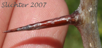 Thorn of Douglas Hawthorn, Black Hawthorn: Crataegus douglasii (Synonyms: Crataegus columbiana var. columbiana, Crataegus douglasii var. douglasii)