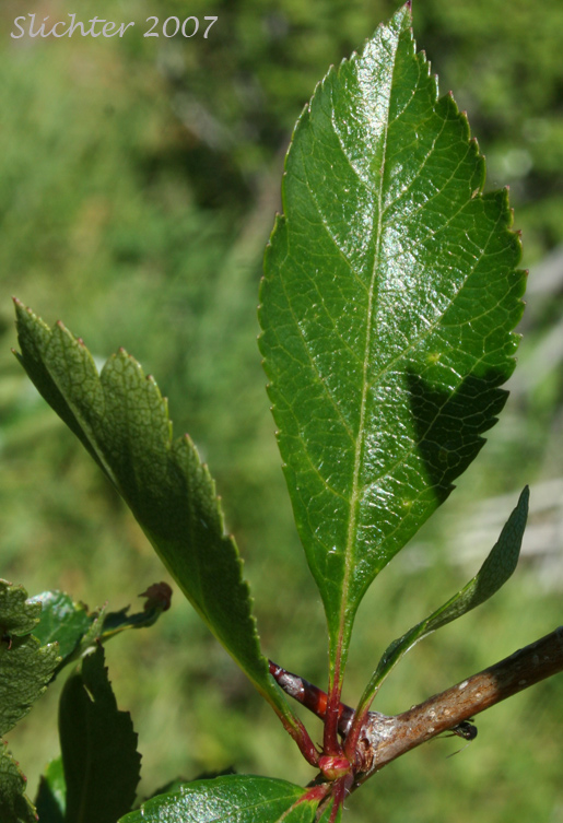 Leaf of Douglas Hawthorn, Black Hawthorn: Crataegus douglasii (Synonyms: Crataegus columbiana var. columbiana, Crataegus douglasii var. douglasii)