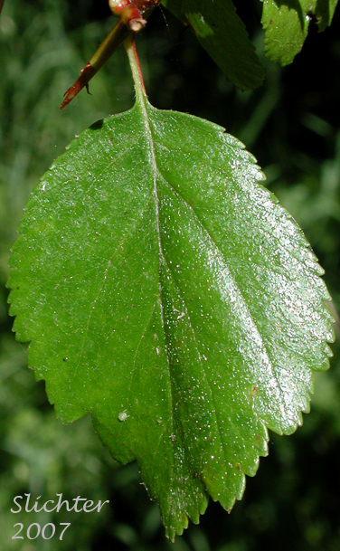 Leaf of Douglas Hawthorn, Black Hawthorn: Crataegus douglasii (Synonyms: Crataegus columbiana var. columbiana, Crataegus douglasii var. douglasii)