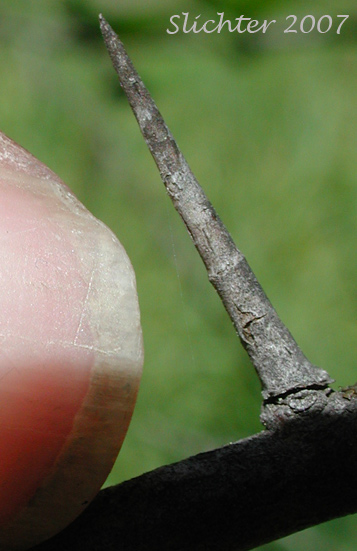 Thorn of Douglas Hawthorn, Black Hawthorn: Crataegus douglasii (Synonyms: Crataegus columbiana var. columbiana, Crataegus douglasii var. douglasii)