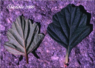 Leaves of Bush Ocean Spray, Gland Ocean Spray, Rockspirea, Rock Spiraea: Holodiscus microphyllus var. glabrescens (Synonyms: Holodiscus dumosus, Holodiscus dumosus var. glabrescens, Holodiscus glabrescens)