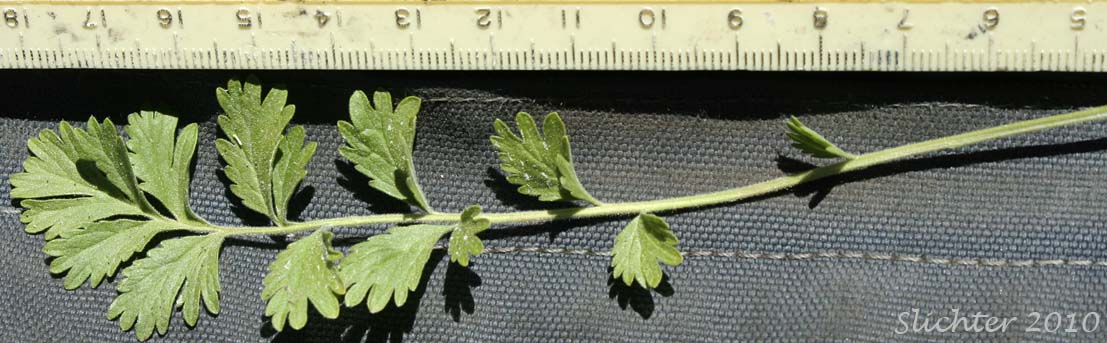 Dorsal surface of a basal leaf of Pink Pinwheels, Bighead Horkelia, Big-headed Horkelia, Horkelia: Horkelia fusca ssp. capitata (Synonyms: Horkelia capitata, Horkelia fusca var. capitata)