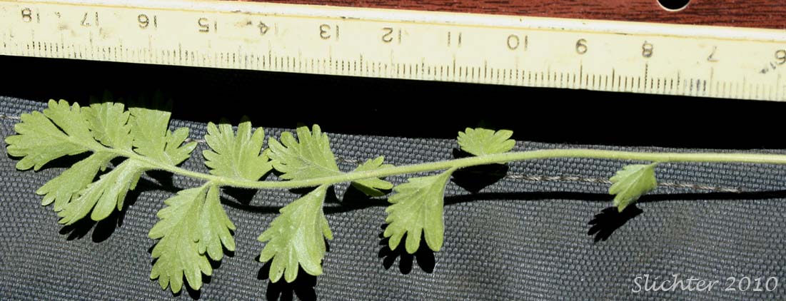 Ventral surface of basal leaf of Pink Pinwheels, Bighead Horkelia, Big-headed Horkelia, Horkelia: Horkelia fusca ssp. capitata (Synonyms: Horkelia capitata, Horkelia fusca var. capitata)