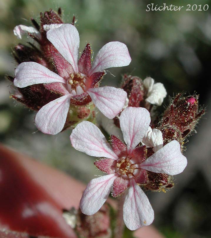 Close-up of the flowers of Pink Pinwheels, Bighead Horkelia, Big-headed Horkelia, Horkelia: Horkelia fusca ssp. capitata (Synonyms: Horkelia capitata, Horkelia fusca var. capitata)