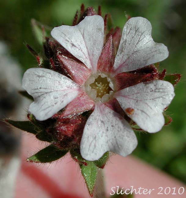 Flower of Pink Pinwheels, Bighead Horkelia, Big-headed Horkelia, Horkelia: Horkelia fusca ssp. capitata (Synonyms: Horkelia capitata, Horkelia fusca var. capitata)