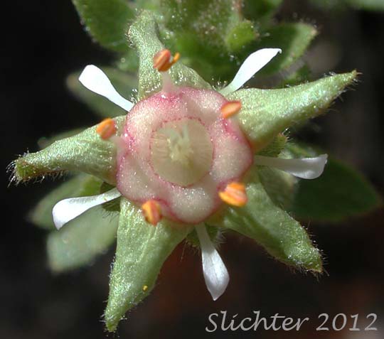 Flower of Bailey's Ivesia, Owyhee Ivesia: Ivesia baileyi var. beneolens (Synonym: Horkelia beneolens)
