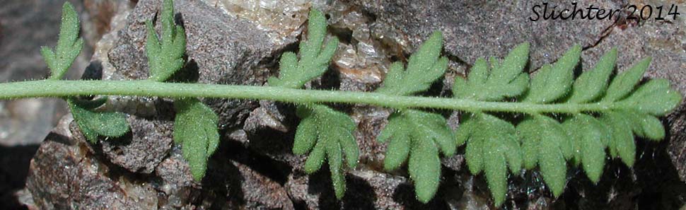 Lower leaf surface of Bailey's Ivesia, Owyhee Ivesia: Ivesia baileyi var. beneolens (Synonym: Horkelia beneolens)