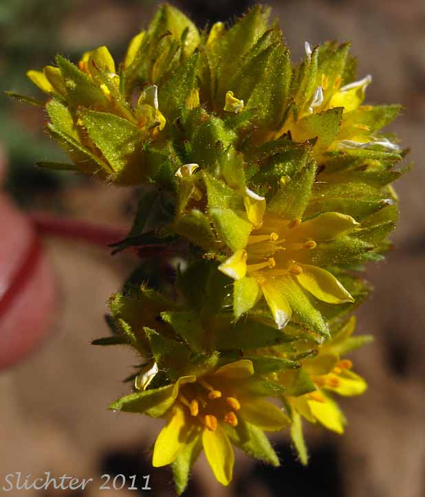 Close-up of the inflorescence of Golden Ivesia , Bear's Ivesia: Ivesia gordonii (Synonyms: Horkelia gordonii, Horkelia gordonii var. alpicola, Ivesia alpicola, Ivesia gordonii var. alpicola, Ivesia gordonii var. ursinorum, Potentilla gordonii)