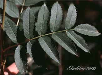 Pinnately compound leaf of Cascade Mountain Ash, Greene's Mountain Ash, Rocky Mt. Mountain Ash: Sorbus scopulina var. scopulina (Synonym: Sorbus scopulina var. cascadensis)