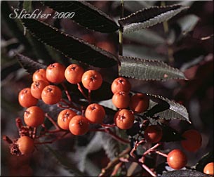 Orange fruits of Cascade Mountain Ash, Greene's Mountain Ash, Rocky Mt. Mountain Ash: Sorbus scopulina var. scopulina (Synonym: Sorbus scopulina var. cascadensis)