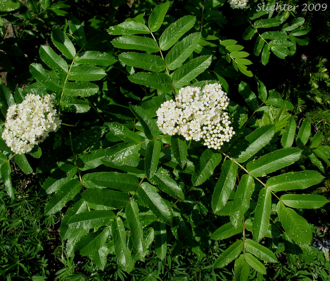 Inflorescence and leaves of Cascade Mountain Ash, Greene's Mountain Ash, Rocky Mt. Mountain Ash: Sorbus scopulina var. scopulina (Synonym: Sorbus scopulina var. cascadensis)