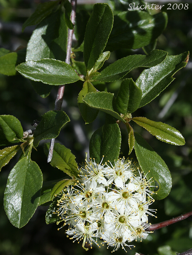 Bittercherry, Bitter Cherry: Prunus emarginata var. emarginata (Synonym: Cerasus emarginata)