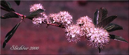 Bittercherry, Bitter Cherry: Prunus emarginata var. emarginata (Synonym: Cerasus emarginata)