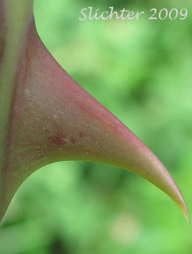 Thorn of Sweetbriar Rose: Rosa eglanteria (Synonym: Rosa rubiginosa)