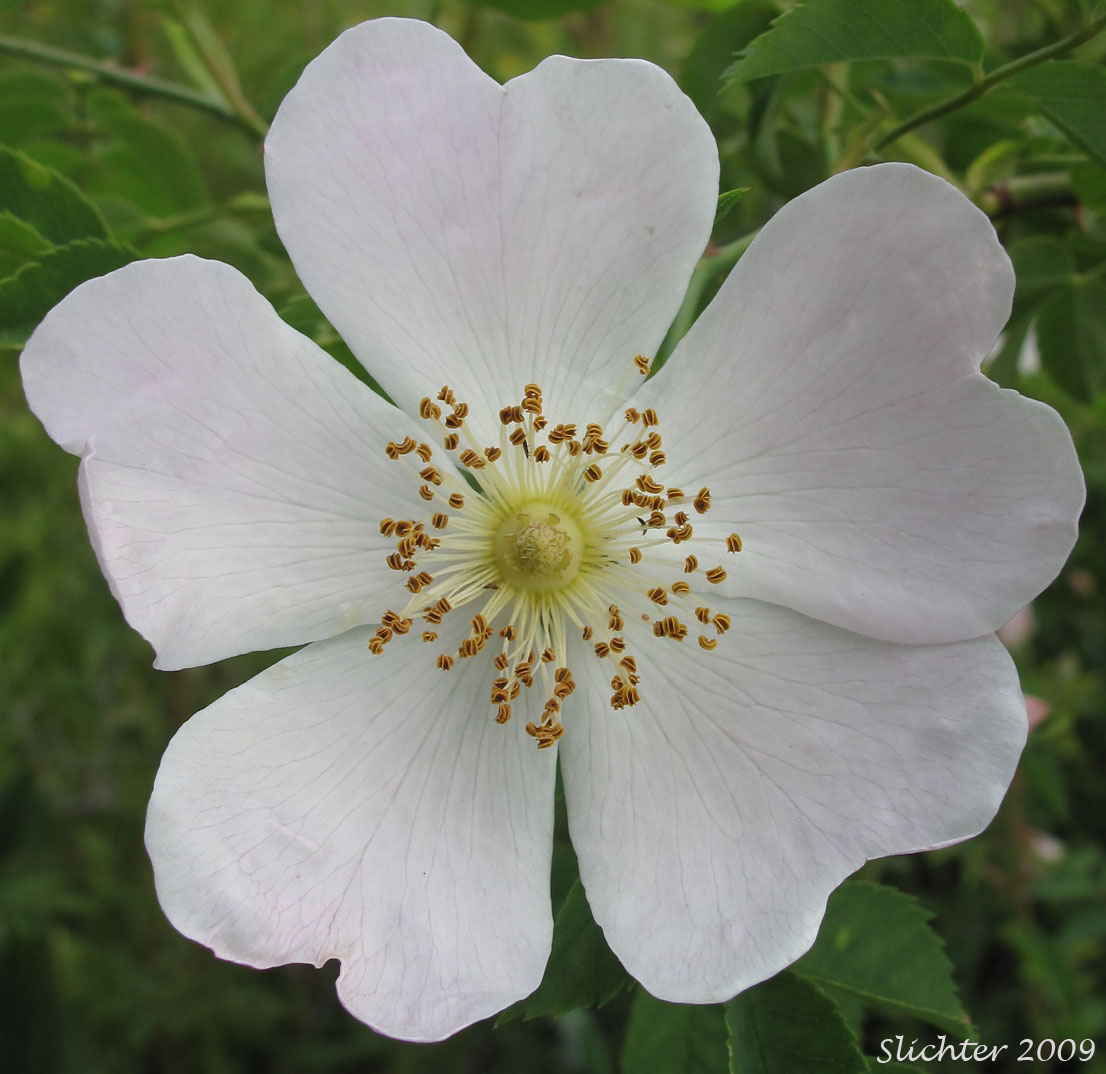 Flower of Sweetbriar Rose: Rosa eglanteria (Synonym: Rosa rubiginosa)