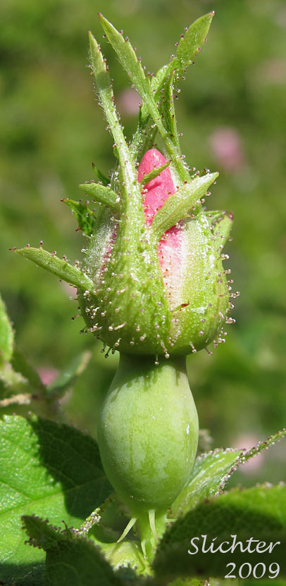 Flower bud of Sweetbriar Rose: Rosa eglanteria (Synonym: Rosa rubiginosa)