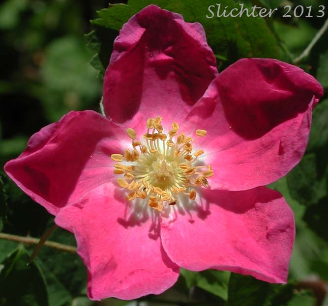Baldhip Rose, Dwarf Rose, Heller's Rosewood, Wood Rose: Rosa gymnocarpa (Synonyms: Rosa dasypoda, Rosa gymnocarpa var. gymnocarpa, Rosa helleri, Rosa leucopsis, Rosa prionota)