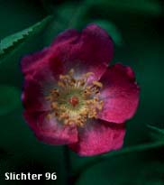 Baldhip Rose, Dwarf Rose, Heller's Rosewood, Wood Rose: Rosa gymnocarpa (Synonyms: Rosa dasypoda, Rosa gymnocarpa var. gymnocarpa, Rosa helleri, Rosa leucopsis, Rosa prionota)