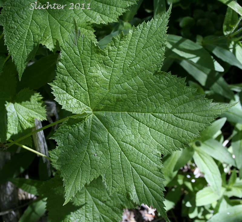 Upper leaf surface of Thimbleberry: Rubus parviflorus var. parviflorus (Synonyms: Rubacer parviflorus, Rubus parviflorus var. bifarius, Rubus parviflorus var. grandiflorus, Rubus parviflorus var. heteradenius, Rubus parviflorus var. hypomalacus, Rubus parviflorus var. parvifolius)