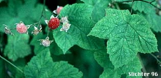 Scarlet fruit of the thimbleberry.