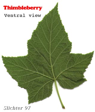 Ventral leaf surface of 