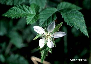 Dewberry, California Blackberry, Trailing Blackberry: Rubus ursinus var. macropetalus