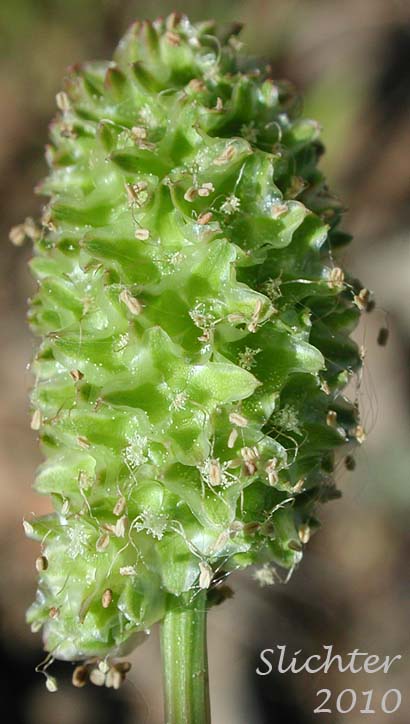 Close-up of the inflorescence of Annual Burnet, Prairie Burnet, Western Burnet: Poteridium occidentale (Synonyms: Poteridium annuum, Sanguisorba annua, Sanguisorba occidentalis)