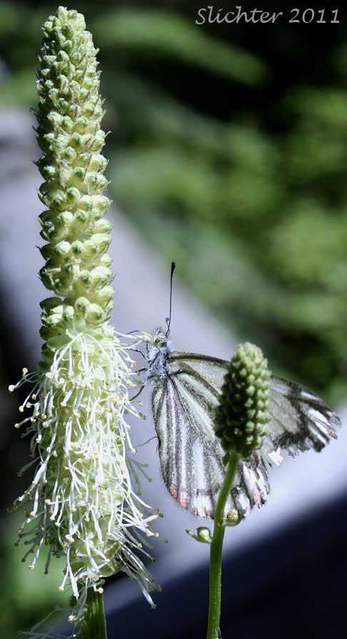 Close-up of the inflorescence (and a nectaring pine white) of Broad-leaved Burnet, Canadian Burnet, Sitka Burnet: Sanguisorba stipulata (Synonyms: Sanguisorba canadensis, Sanguisorba canadensis ssp. latifolia, Sanguisorba canadensis var. latifolia, Sanguisorba canadensis var. sitchensis, Sanguisorba sitchensis)