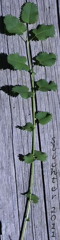 Close-up of the pinnately compound leaf of Broad-leaved Burnet, Canadian Burnet, Sitka Burnet: Sanguisorba stipulata (Synonyms: Sanguisorba canadensis, Sanguisorba canadensis ssp. latifolia, Sanguisorba canadensis var. latifolia, Sanguisorba canadensis var. sitchensis, Sanguisorba sitchensis)