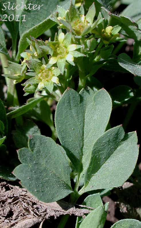 Close-up of a leaf and flowers of Sibbaldia, Creeping Sibbaldia: Sibbaldia procumbens (Synonyms: Potentilla procumbens, Potentilla sibbaldii)