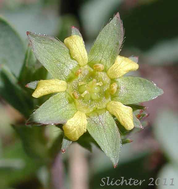 Close-up of the flower of Sibbaldia, Creeping Sibbaldia: Sibbaldia procumbens (Synonyms: Potentilla procumbens, Potentilla sibbaldii)