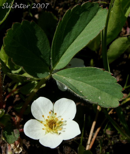 Flower and leaf of Broad-petal Strawberry, Wild Strawberry, Mountain Strawberry, Virginia Strawberry, Blueleaf Strawberry: Fragaria virginiana var. platypetala (Synonyms: Fragaria platypetala, Fragaria virginiana ssp. platypetala)