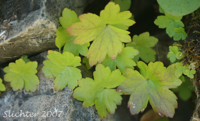 Basal leaves of Bolandra, Northern False Coolwort, Oregon Bolandra: Bolandra oregana (Synonyms: Bolandra oregana var. imnahaensis, Bolandra oregana var. oregana)