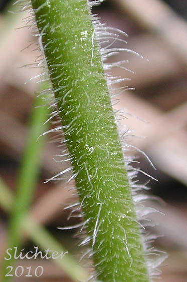 Close-up of the hairs on the stem of Roundleaf Alumroot, Lava Alumroot: Heuchera cylindrica var. cylindrica (Synonyms: Heuchera cylindrica var. suksdorfii, Heuchera saxicola, Heuchera suksdorfii)
