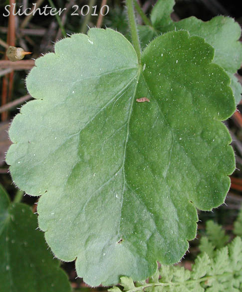 Basal leaf of Roundleaf Alumroot, Lava Alumroot: Heuchera cylindrica var. cylindrica (Synonyms: Heuchera cylindrica var. suksdorfii, Heuchera saxicola, Heuchera suksdorfii)