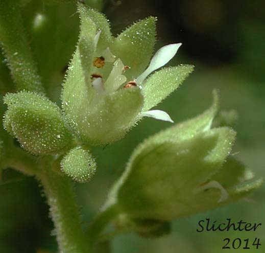 Flower of Gooseberryleaf Alumroot, Gooseberryleaved Alumroot, Gooseberry-leaved Alumroot: Heuchera grossulariifolia var. grossulariifolia (Synonym: Heuchera cusickii)
