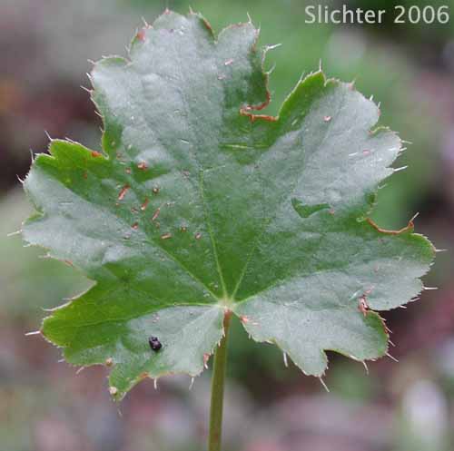 Leaf of Gooseberryleaf Alumroot, Gooseberryleaved Alumroot, Gooseberry-leaved Alumroot: Heuchera grossulariifolia var. grossulariifolia (Synonym: Heuchera cusickii)
