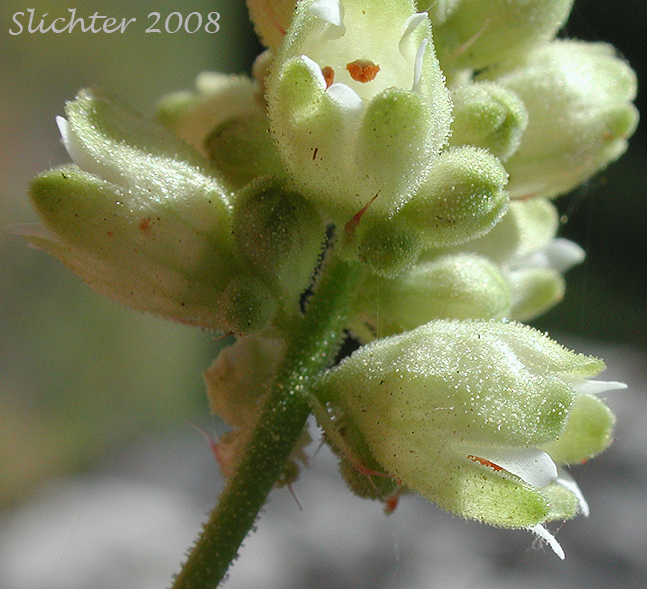 Inflorescence of Heuchera grossulariifolia var. grossulariifolia