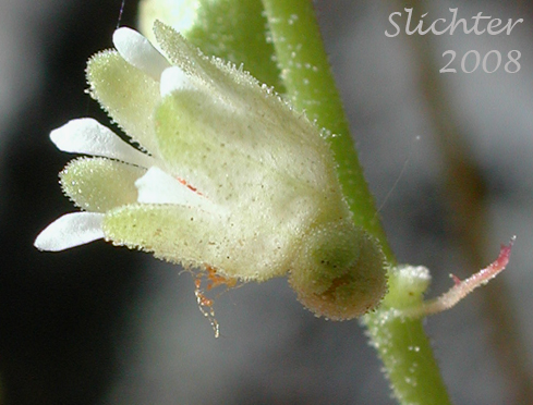 Flower of Heuchera grossulariifolia var. grossulariifolia