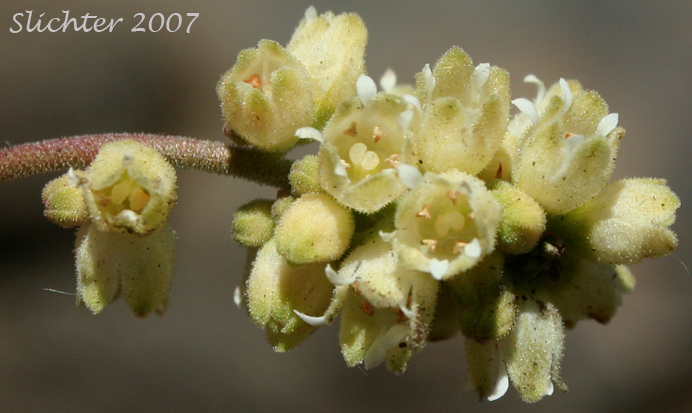 Inflorescence of Gooseberryleaf Alumroot, Gooseberryleaved Alumroot, Gooseberry-leaved Alumroot: Heuchera grossulariifolia var. grossulariifolia (Synonym: Heuchera cusickii)