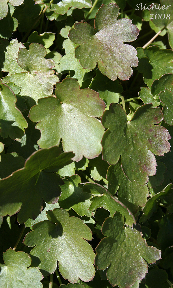 Leaves of gooseberryleaved alumroot