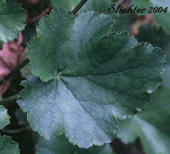 Basal leaf of Crevice Alumroot, Small-flowered Alumroot: Heuchera micrantha var. micrantha
